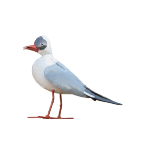 Mouette à tête noire - 1