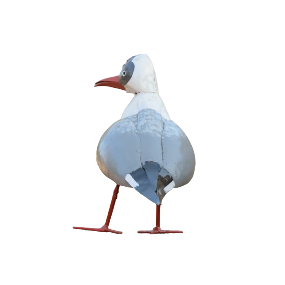 Mouette à tête noire - 2