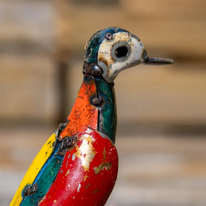 Canard coloré