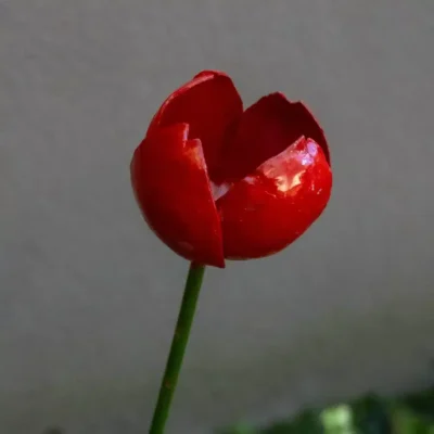 Tulipe - Fleur en fer forgé pour jardin - métal recyclé - 2