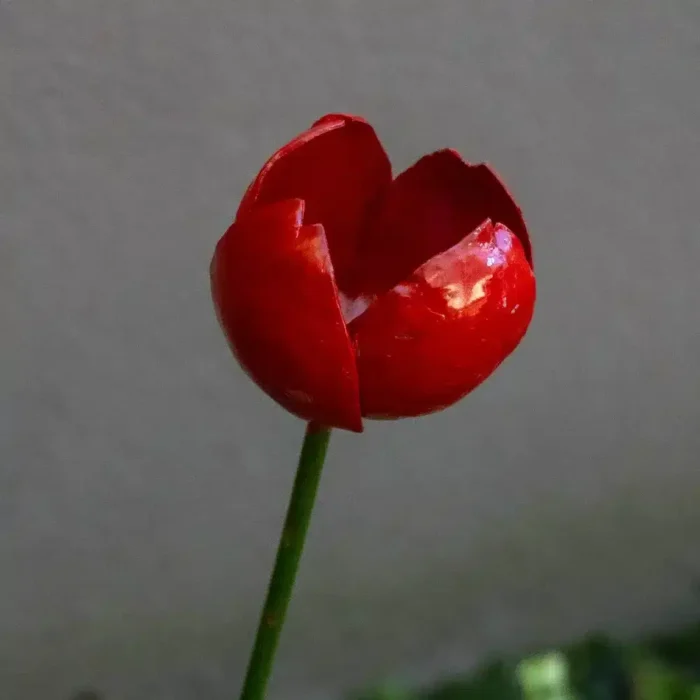 Tulipe - Fleur en fer forgé pour jardin - métal recyclé - 2
