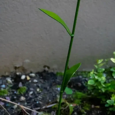 Tulipe - Fleur en fer forgé pour jardin - métal recyclé - Tige
