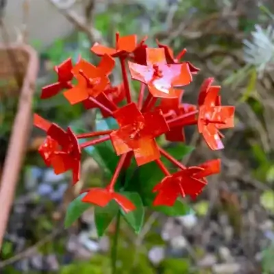 Allium rouge - Fleur en fer forgé pour jardin - Décoration métal - 2