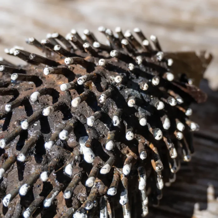 Hérisson – sculpture animaux en métal recyclé de dos